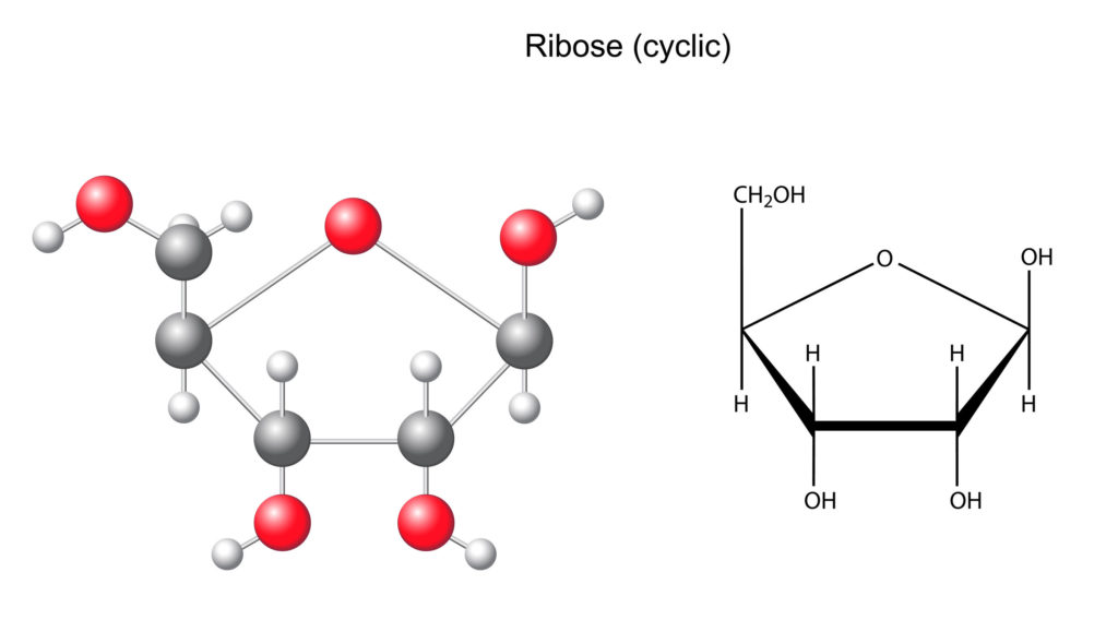 ribose supports weight loss